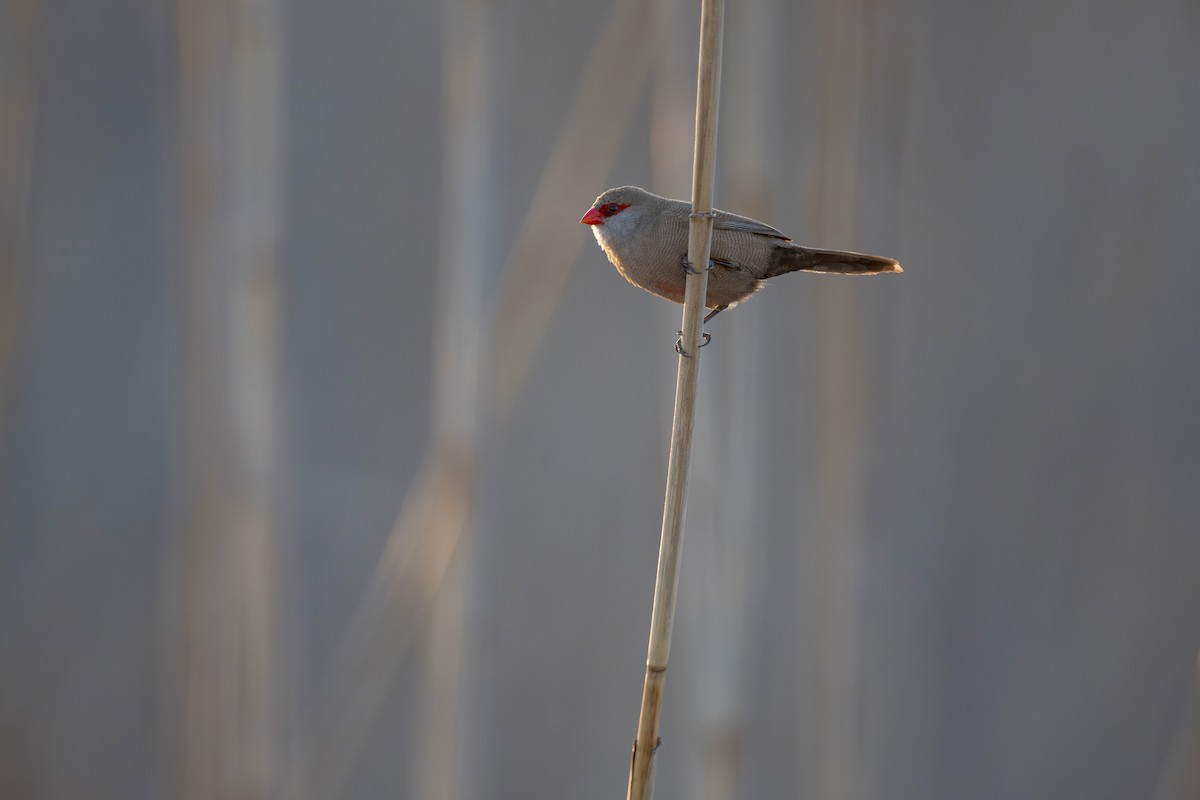 Common Waxbill - ML621881059