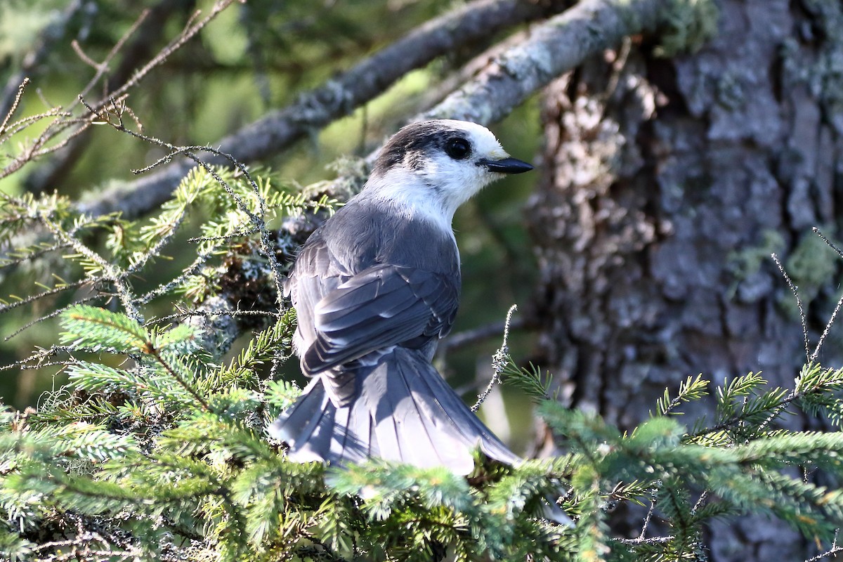 Canada Jay - ML621881065