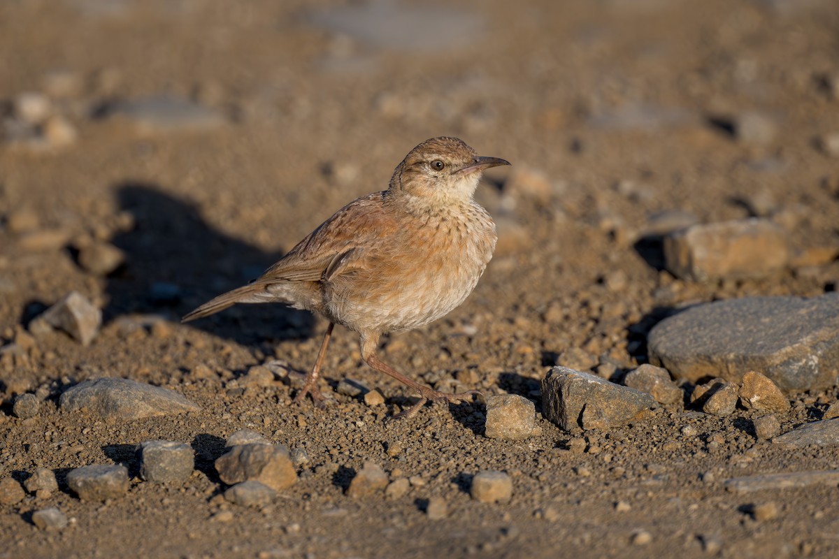 Eastern Long-billed Lark - ML621881067