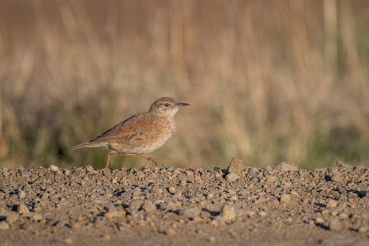 Eastern Long-billed Lark - ML621881068