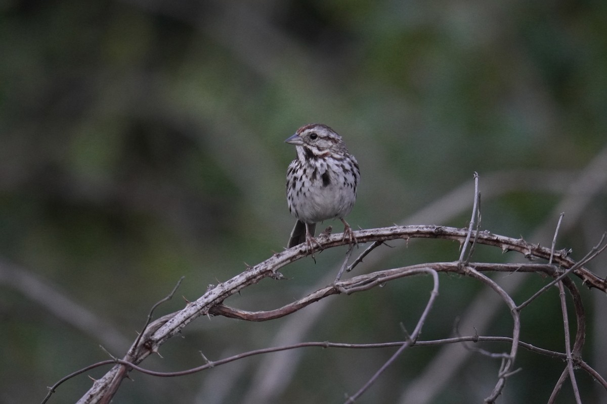 Song Sparrow - ML621881070