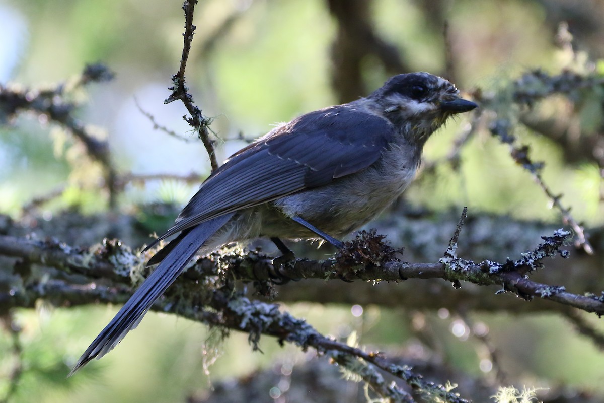 Canada Jay - ML621881081