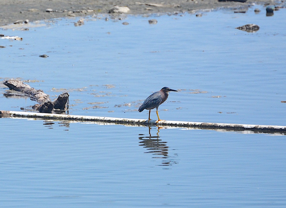 Green Heron - ML621881105