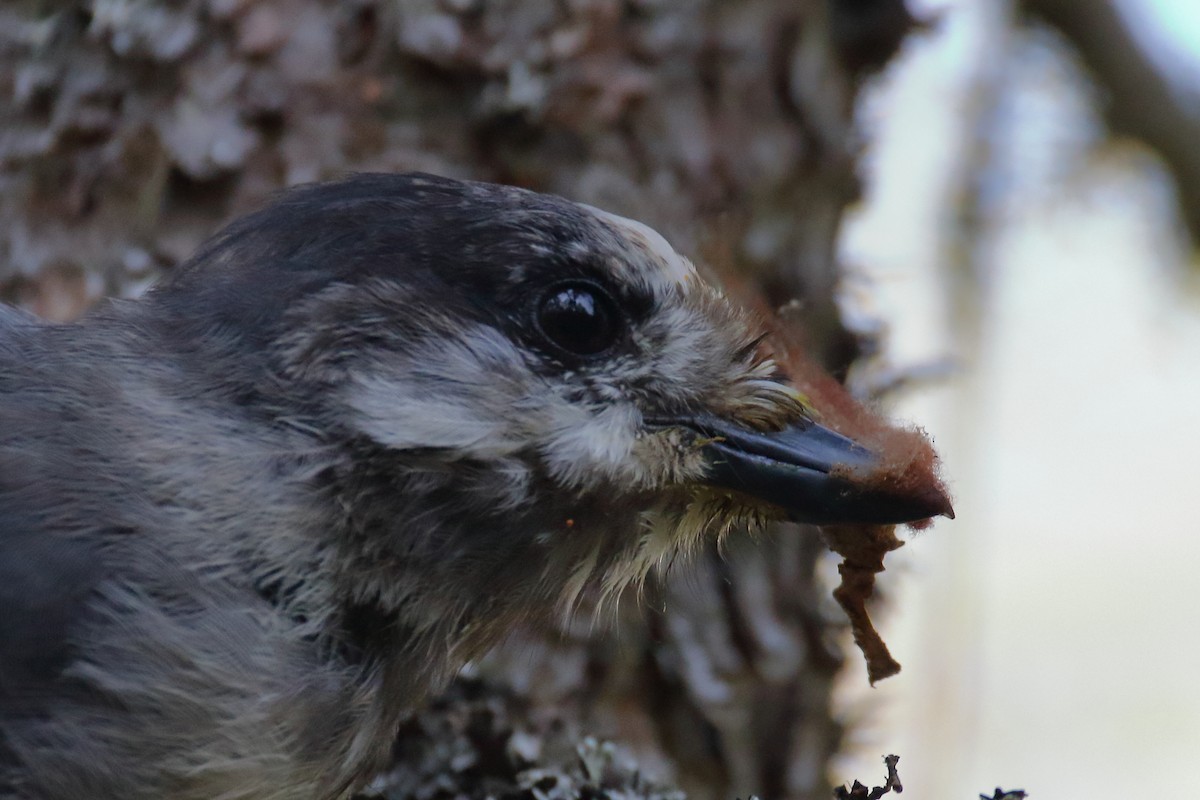 Canada Jay - John Manger