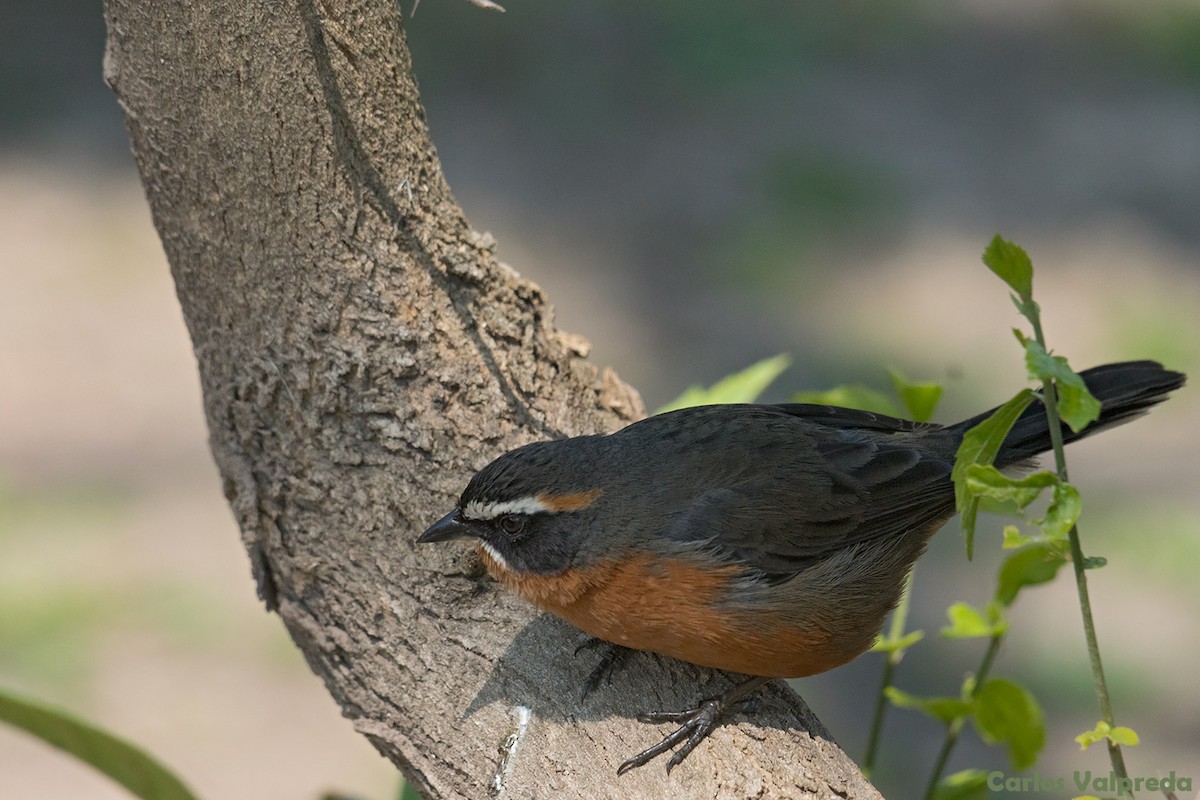 Black-and-rufous Warbling Finch - ML621881122