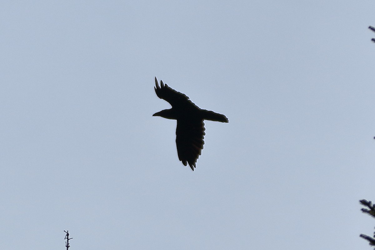 Common Raven - ML621881127