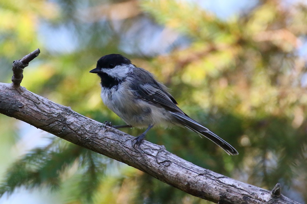 Black-capped Chickadee - ML621881137