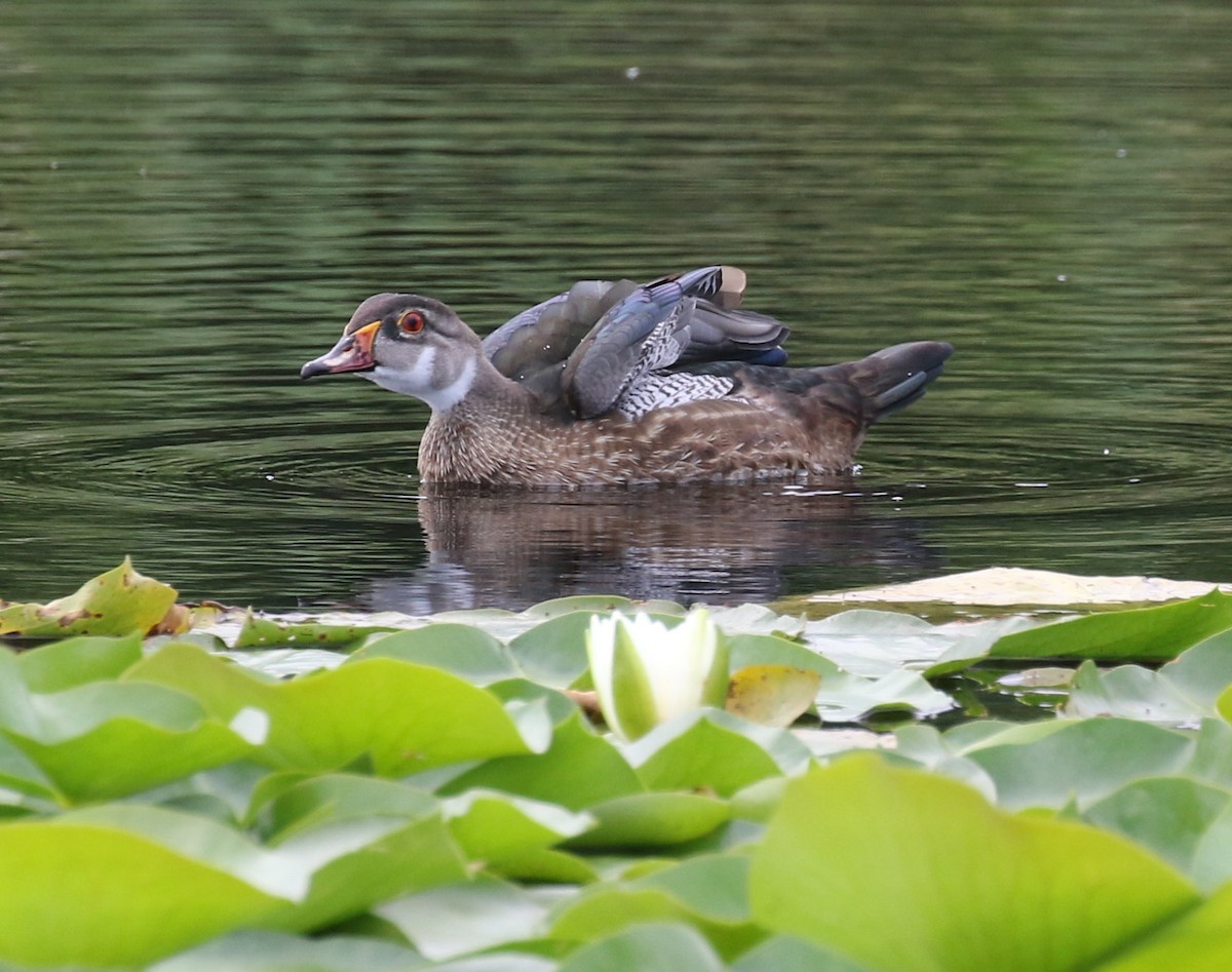 Canard branchu - ML621881151