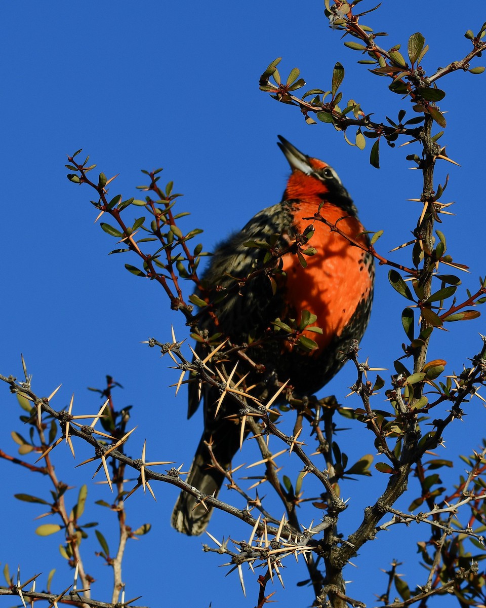 Long-tailed Meadowlark - ML621881152