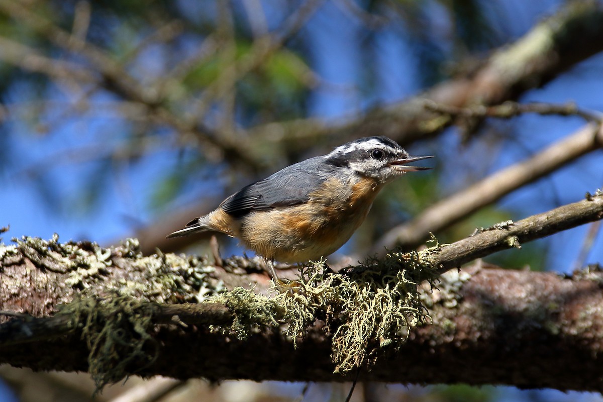 Red-breasted Nuthatch - ML621881153