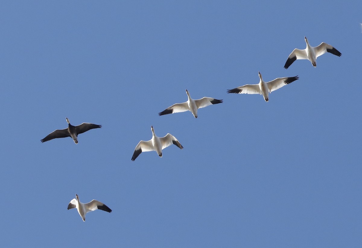 eBird Checklist - 10 Dec 2022 - Bombay Hook NWR--Shearness Pool - 30 ...