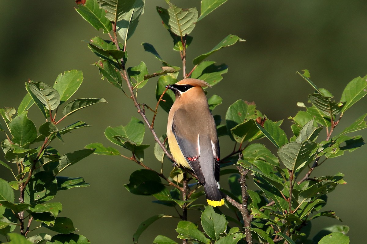 Cedar Waxwing - ML621881167