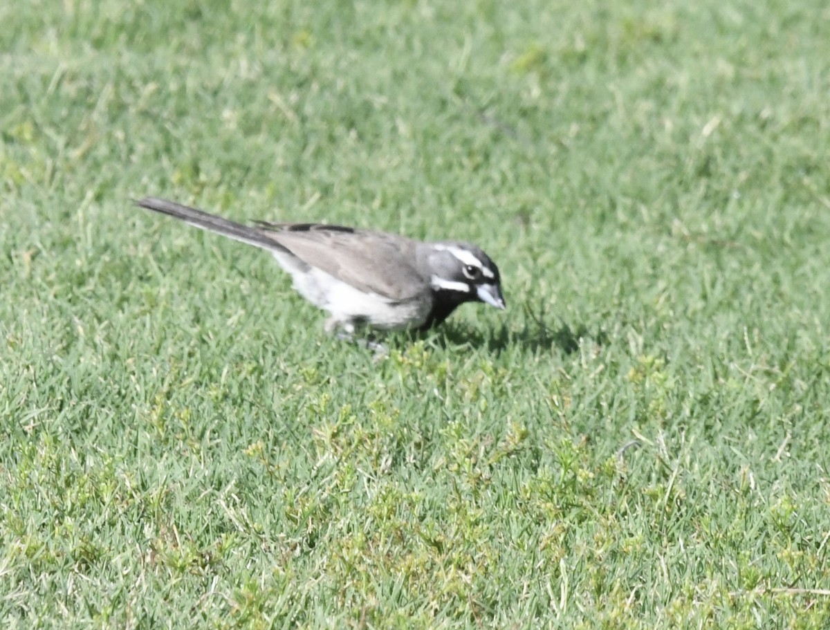 Black-throated Sparrow - ML621881180