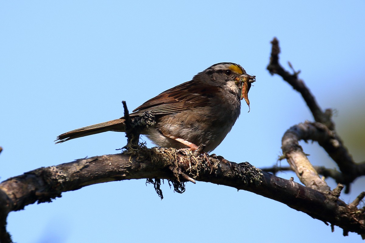 White-throated Sparrow - ML621881199