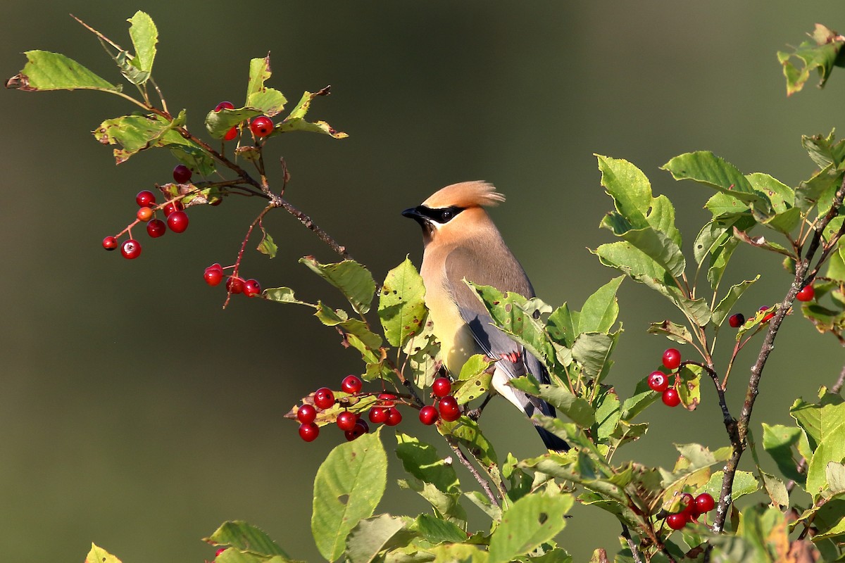 Cedar Waxwing - ML621881213