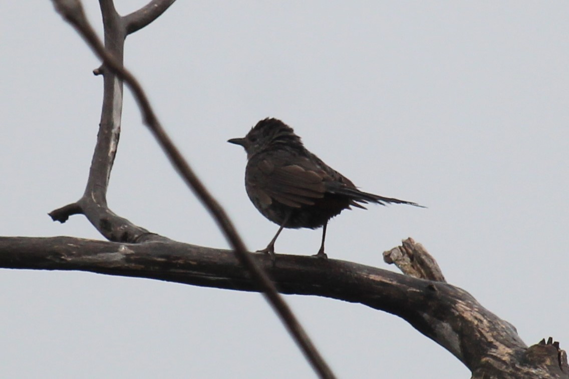 Gray Catbird - ML621881226