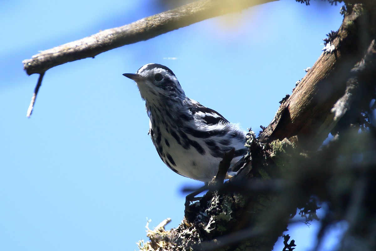 Black-and-white Warbler - ML621881227