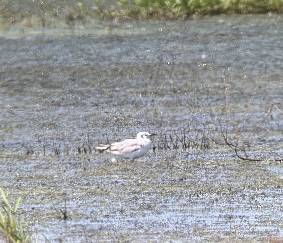 Bonaparte's Gull - ML621881231