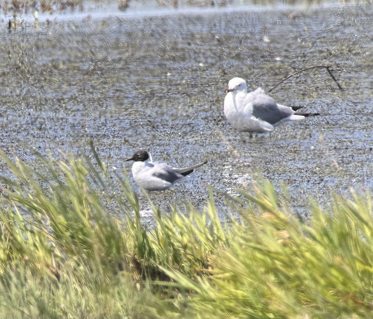 Bonaparte's Gull - Jim Thomas