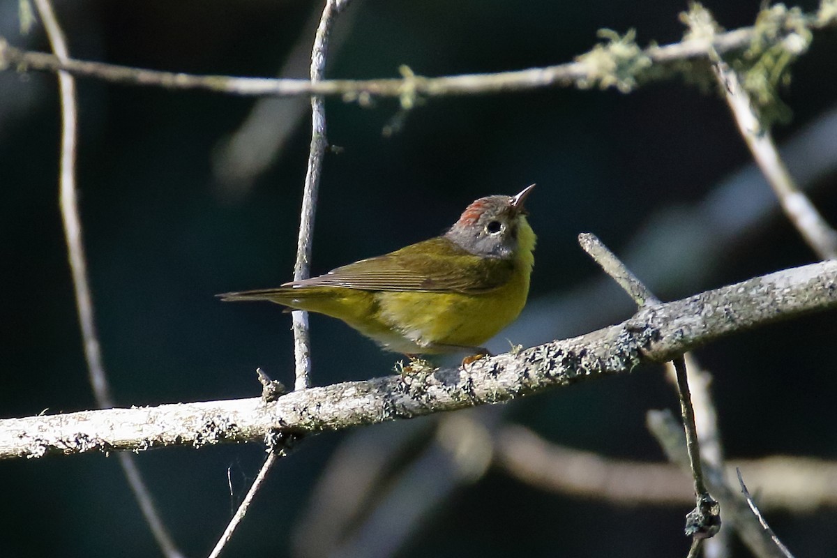 Nashville Warbler - ML621881236