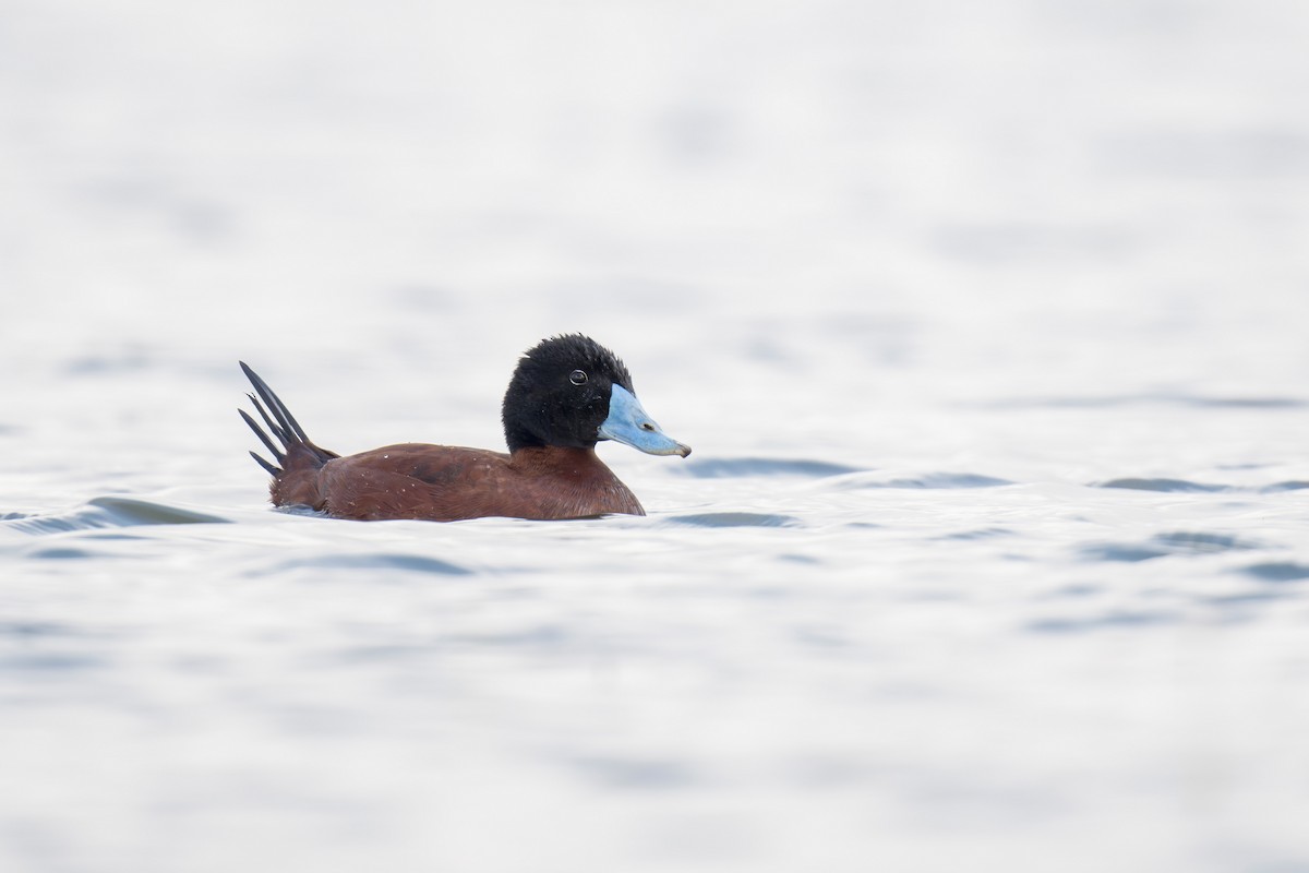 Maccoa Duck - Heyn de Kock