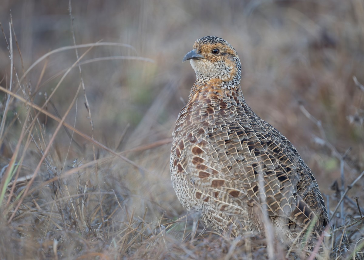 Francolin à ailes grises - ML621881247