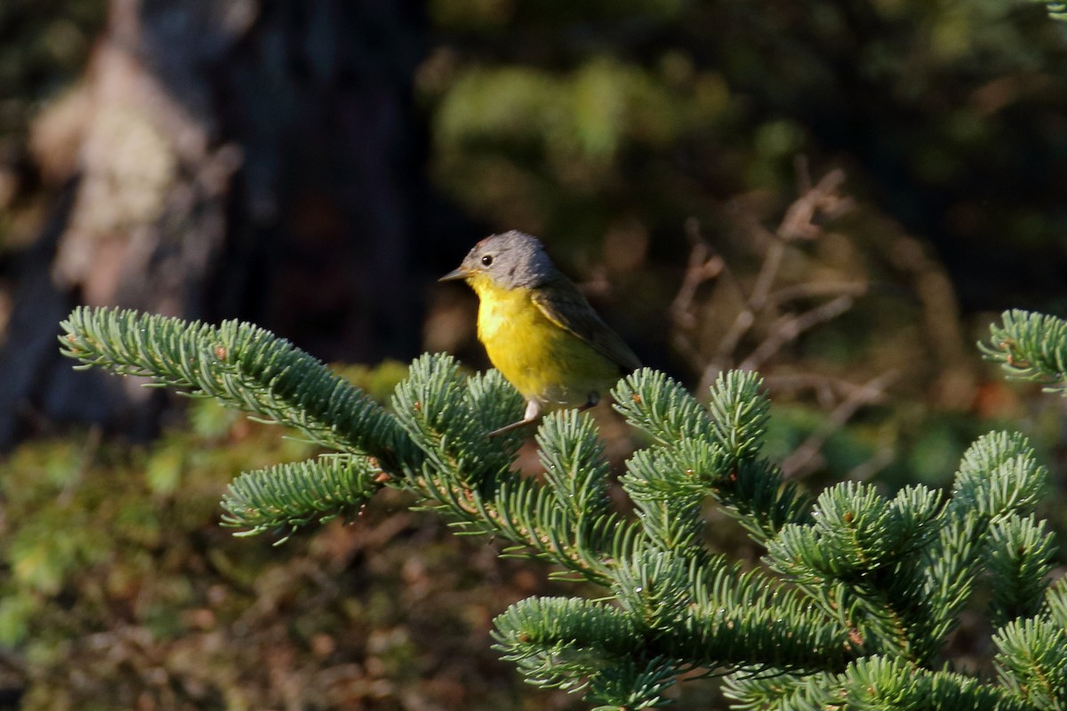 Nashville Warbler - ML621881248