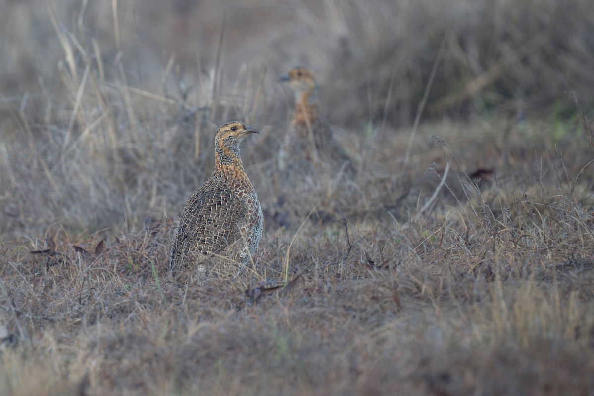 Francolin à ailes grises - ML621881252