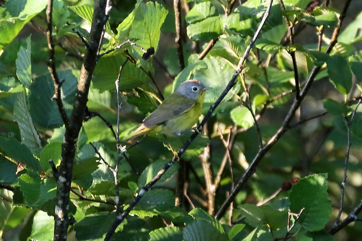 Nashville Warbler - John Manger