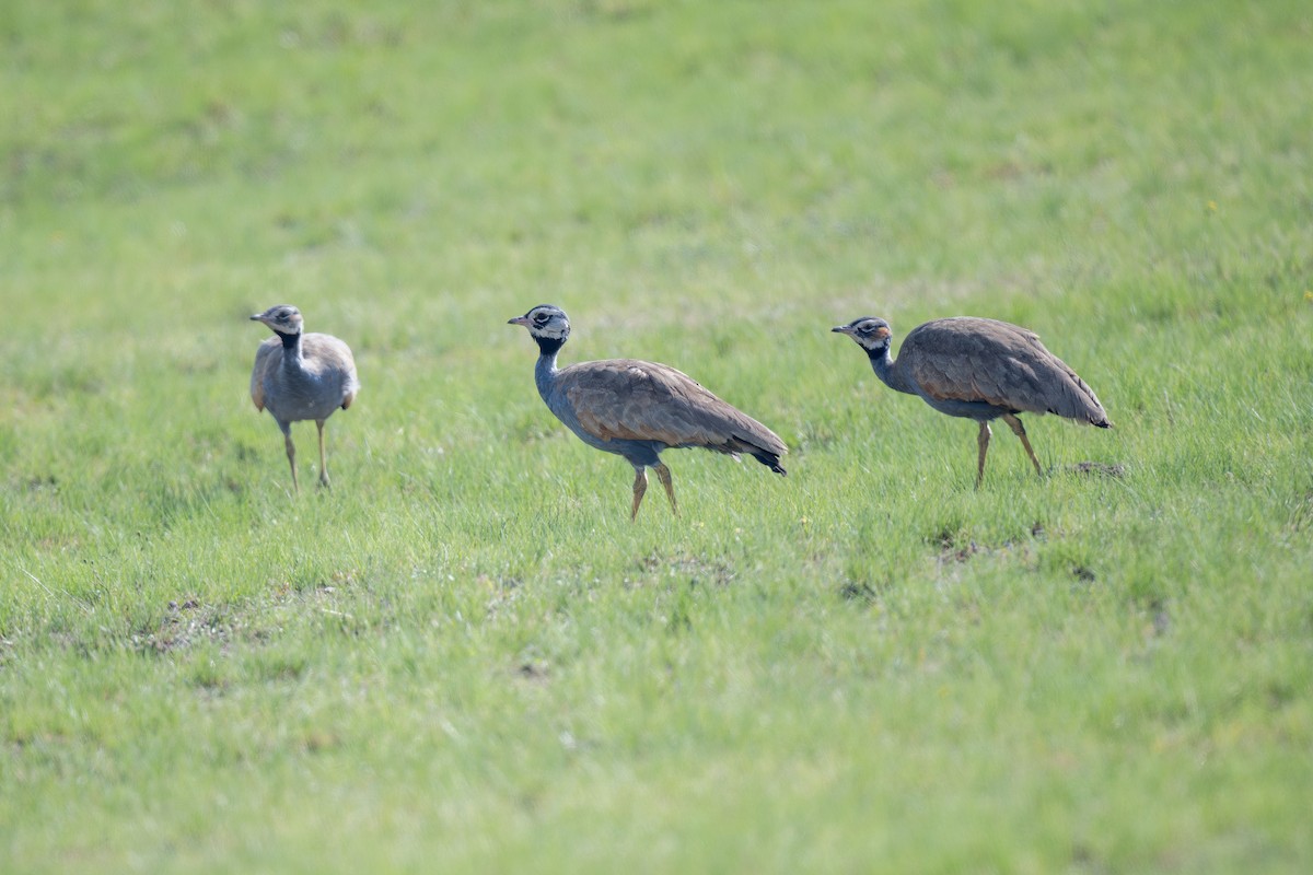 Blue Bustard - ML621881257