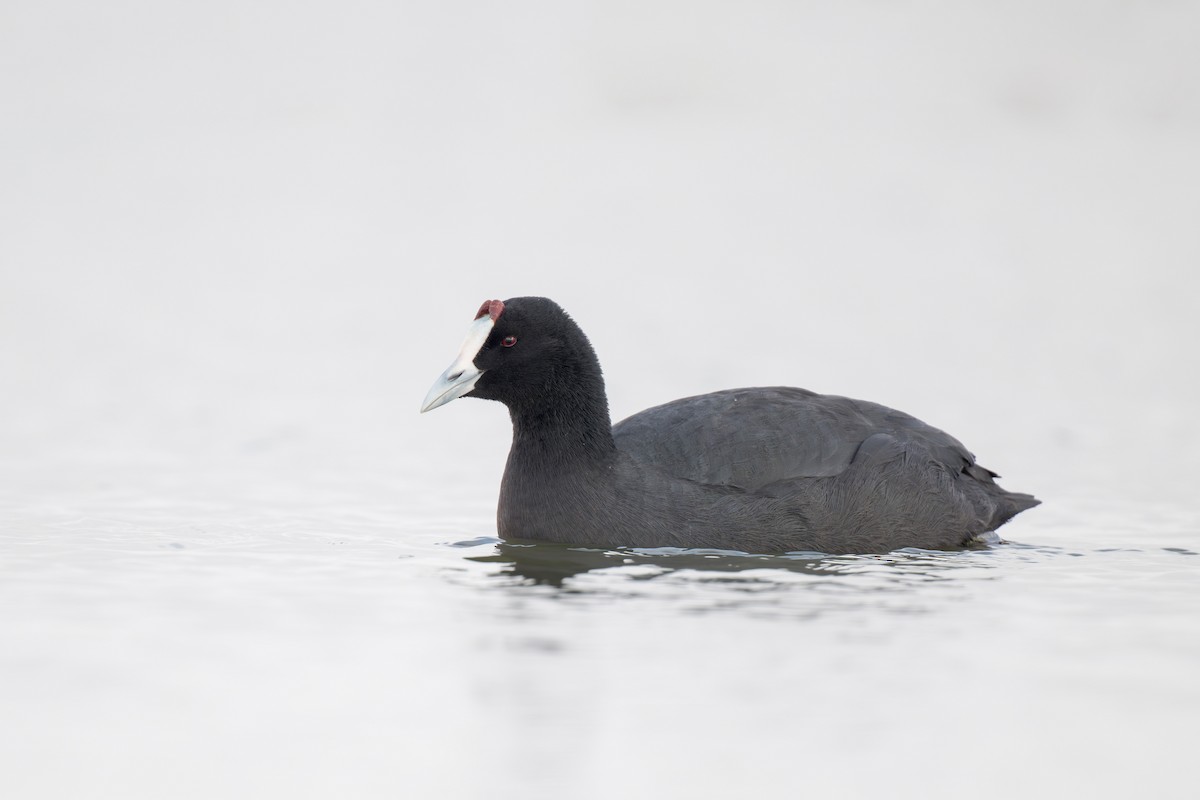 Red-knobbed Coot - Heyn de Kock