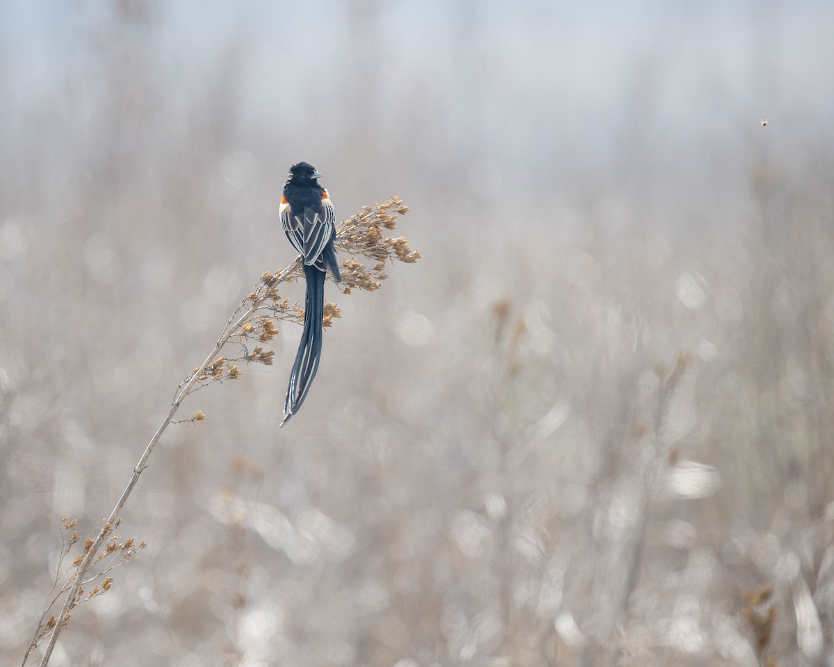 Long-tailed Widowbird - ML621881287