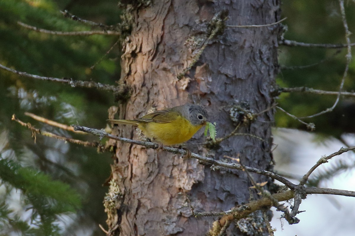 Nashville Warbler - ML621881292