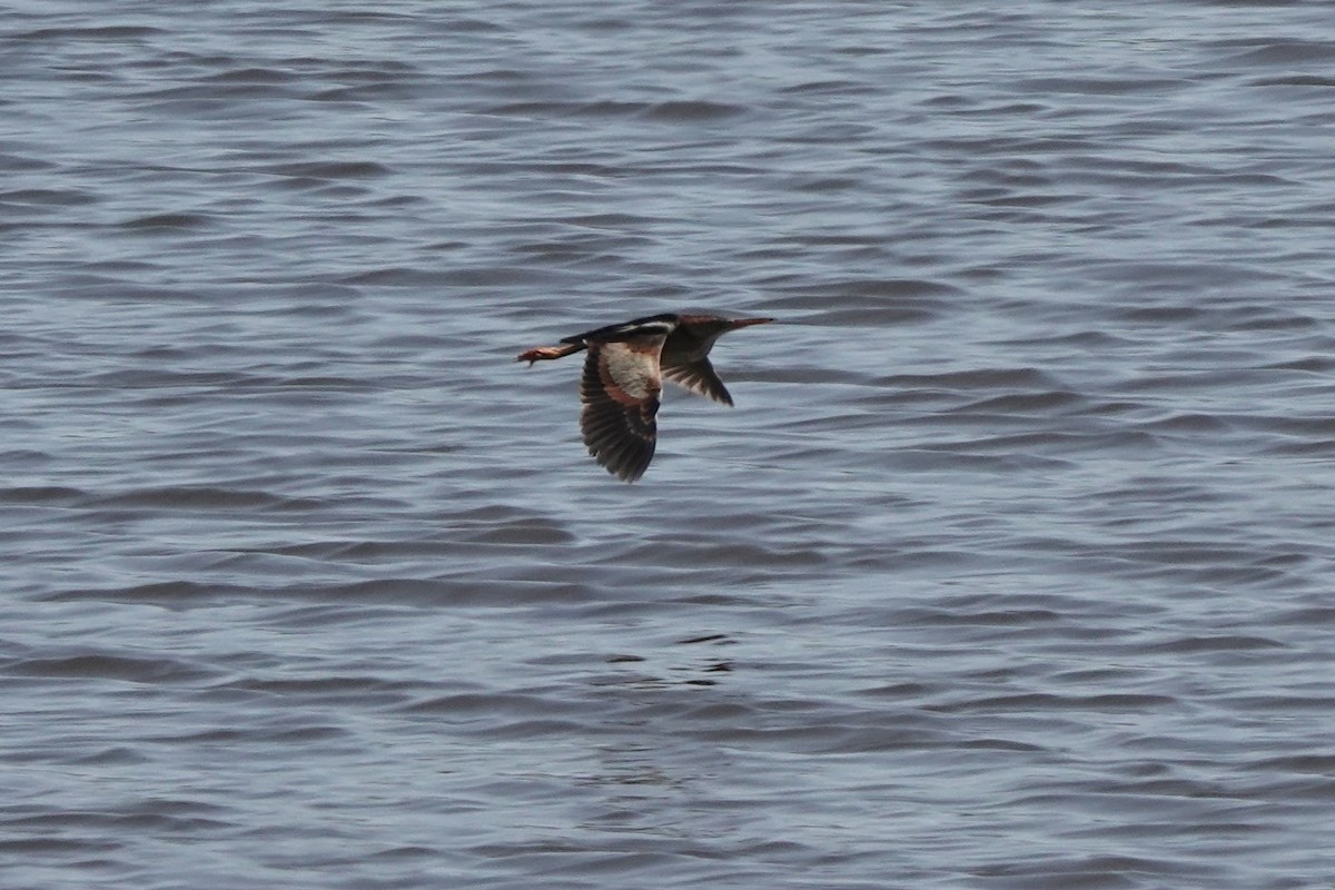 Least Bittern - ML621881303