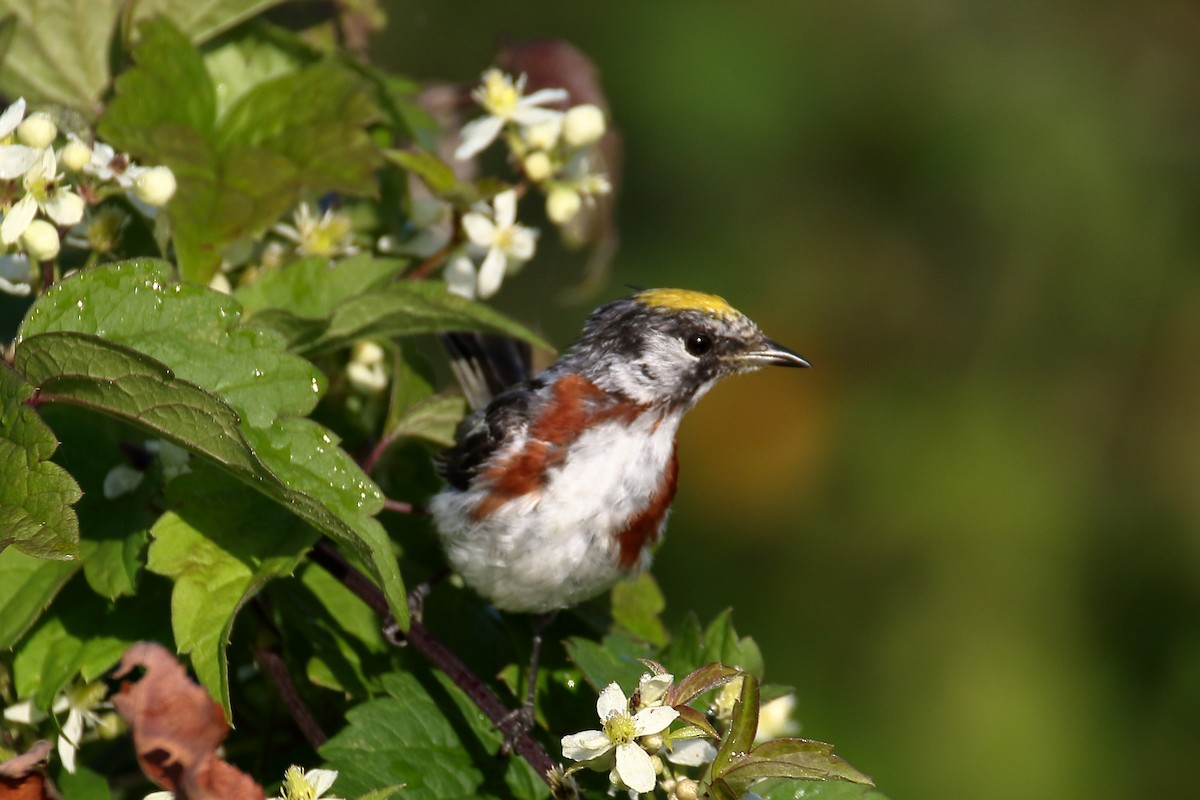 Chestnut-sided Warbler - ML621881304