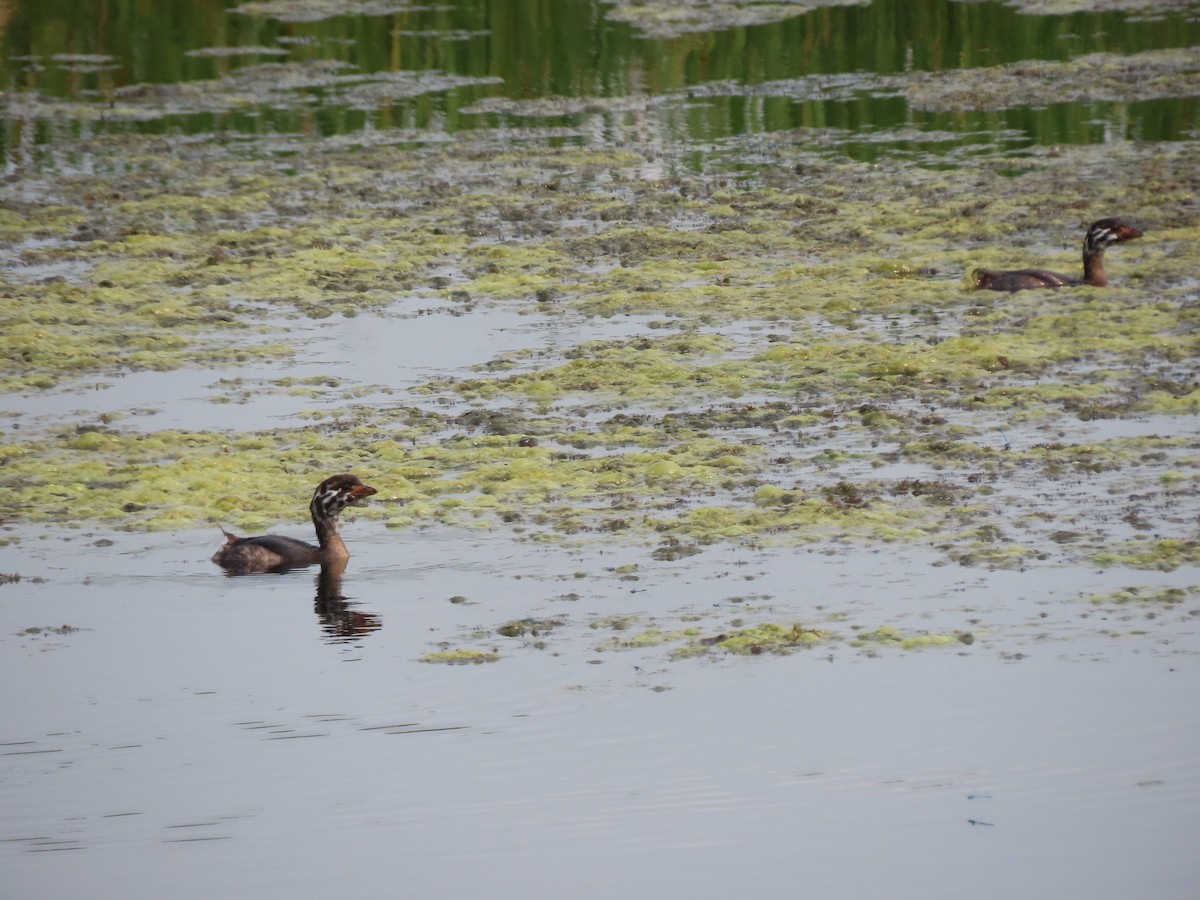 Pied-billed Grebe - ML621881316