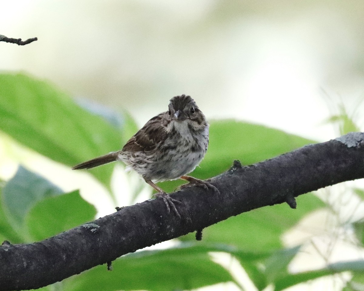 Song Sparrow - ML621881319