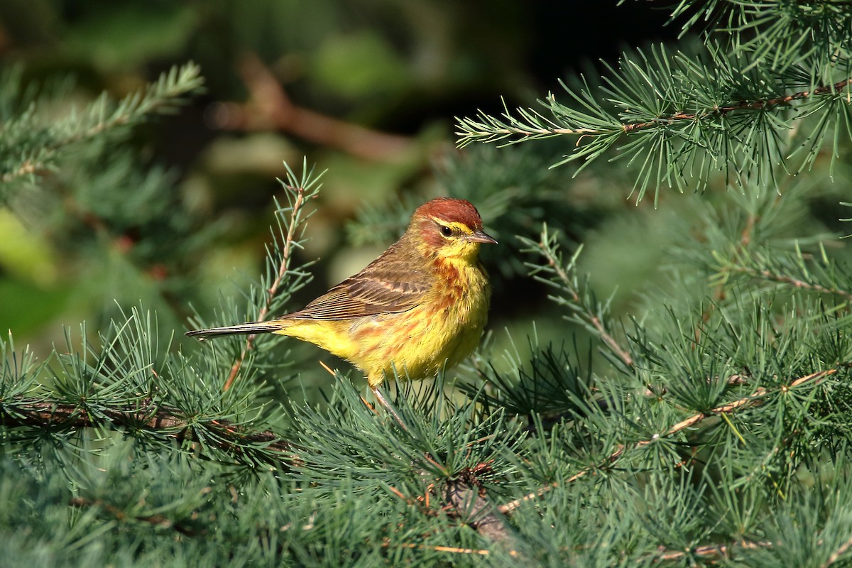 Paruline à couronne rousse - ML621881336