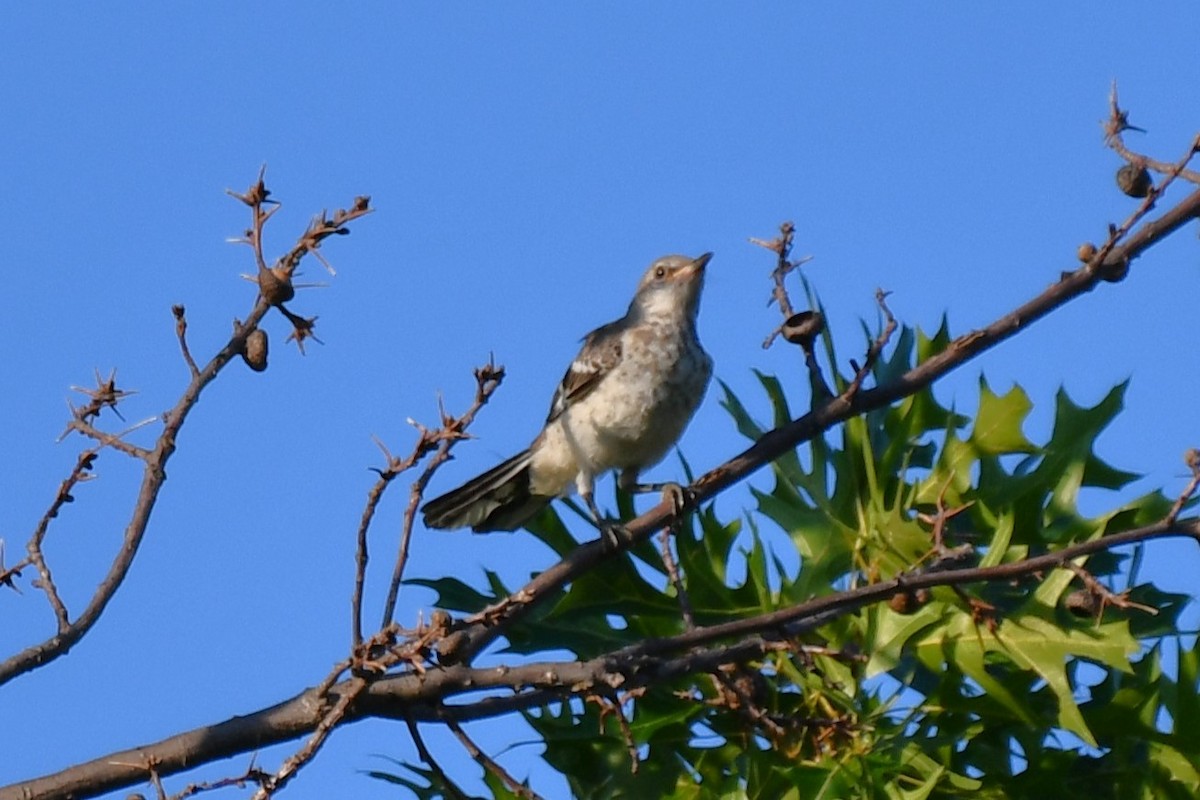 Northern Mockingbird - ML621881338