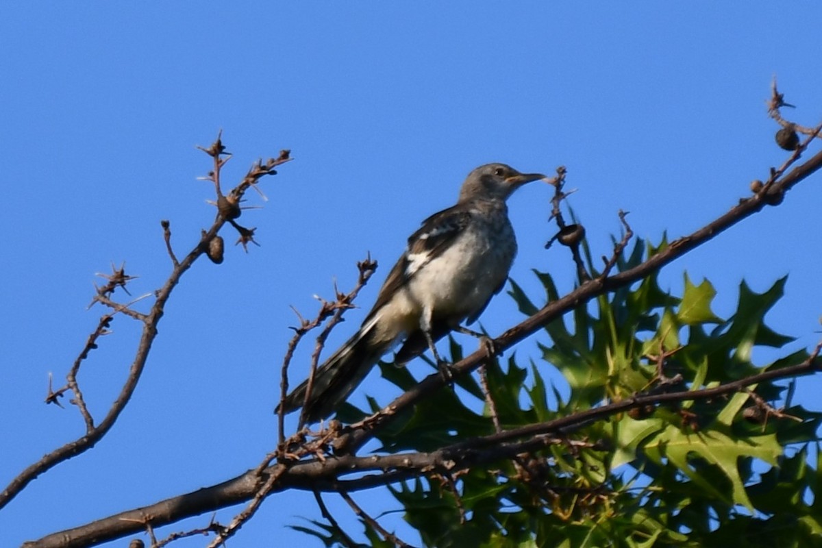 Northern Mockingbird - ML621881339