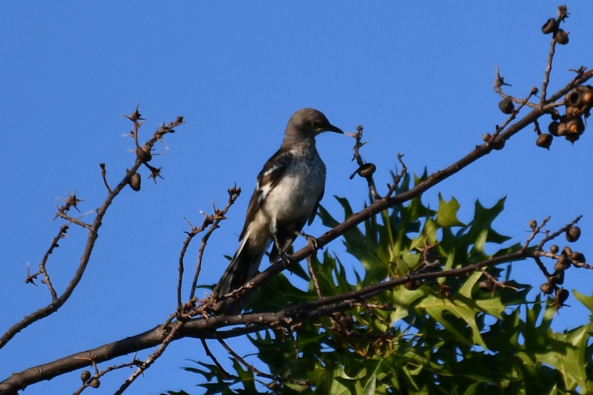 Northern Mockingbird - ML621881340