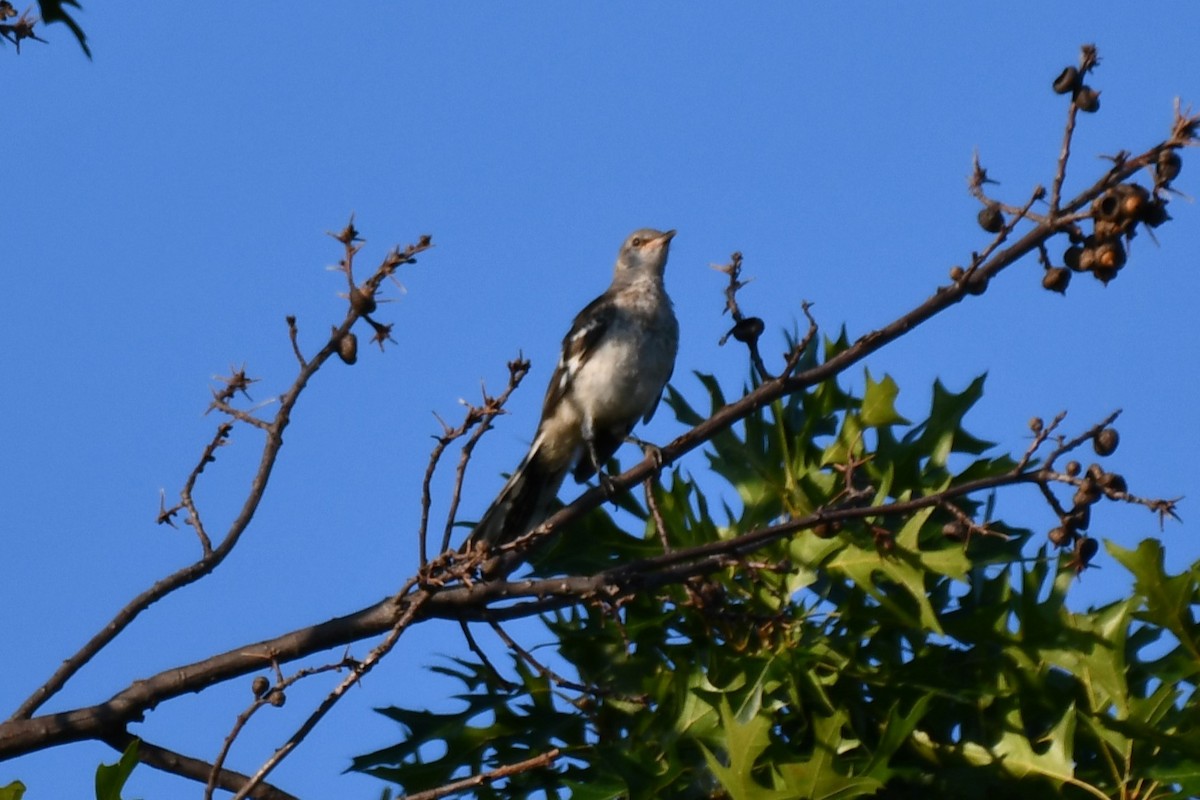 Northern Mockingbird - ML621881341