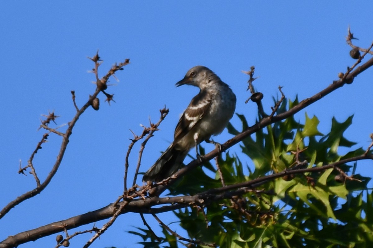 Northern Mockingbird - ML621881342