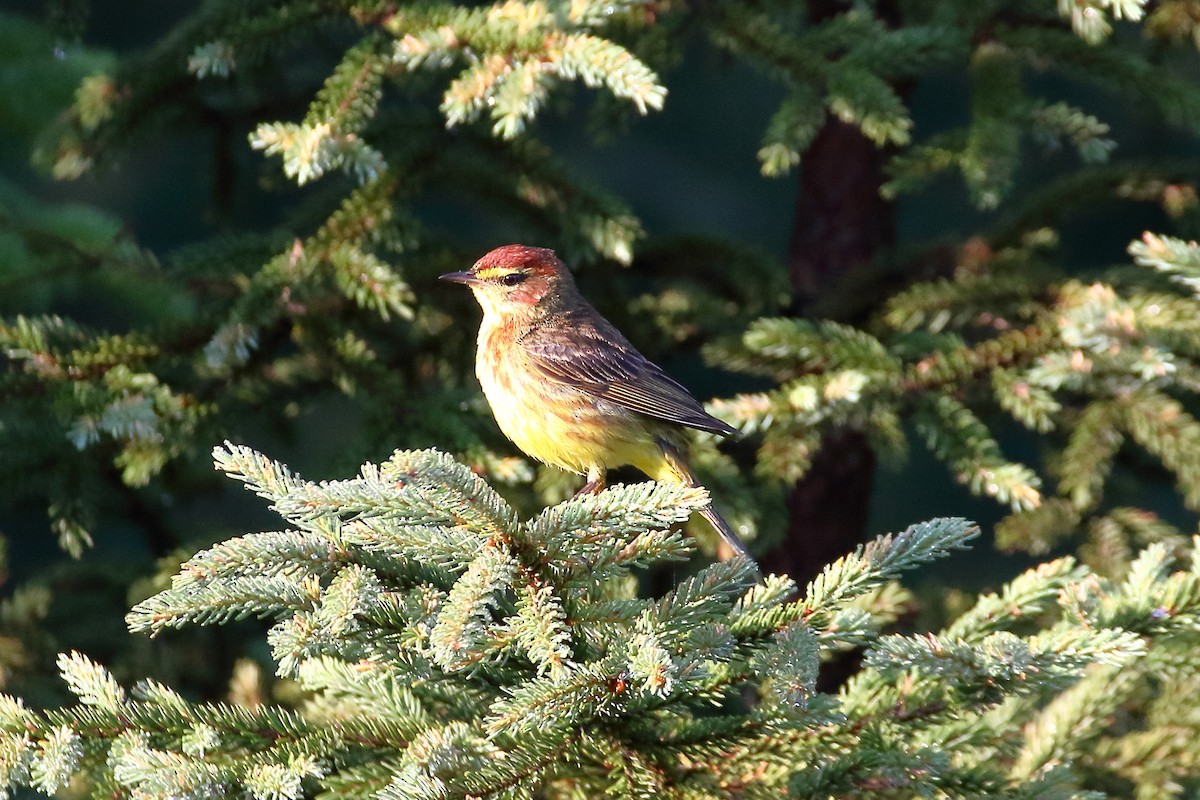 Palm Warbler - John Manger