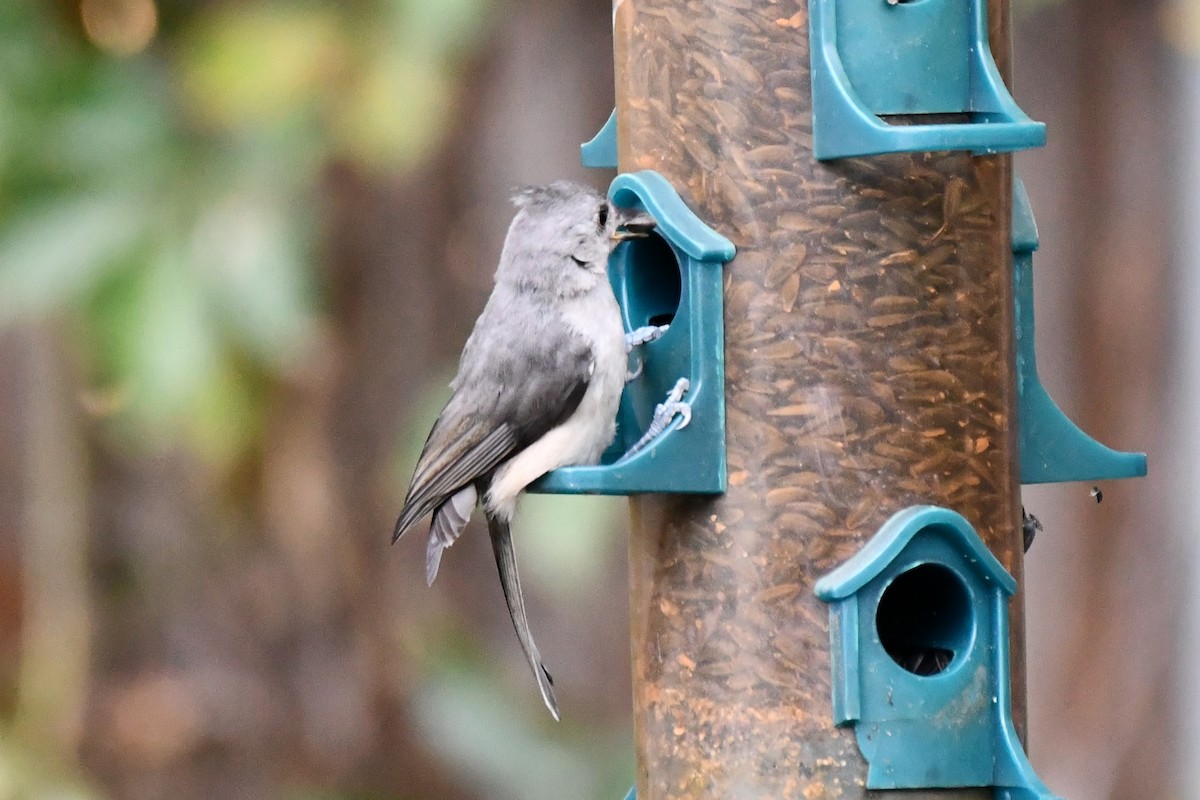 Tufted Titmouse - ML621881355