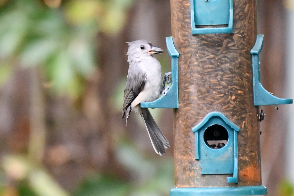 Tufted Titmouse - ML621881356