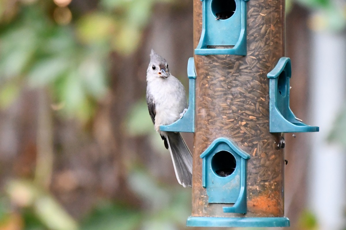 Tufted Titmouse - Carmen Ricer