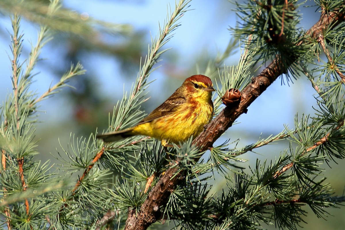 Palm Warbler - John Manger