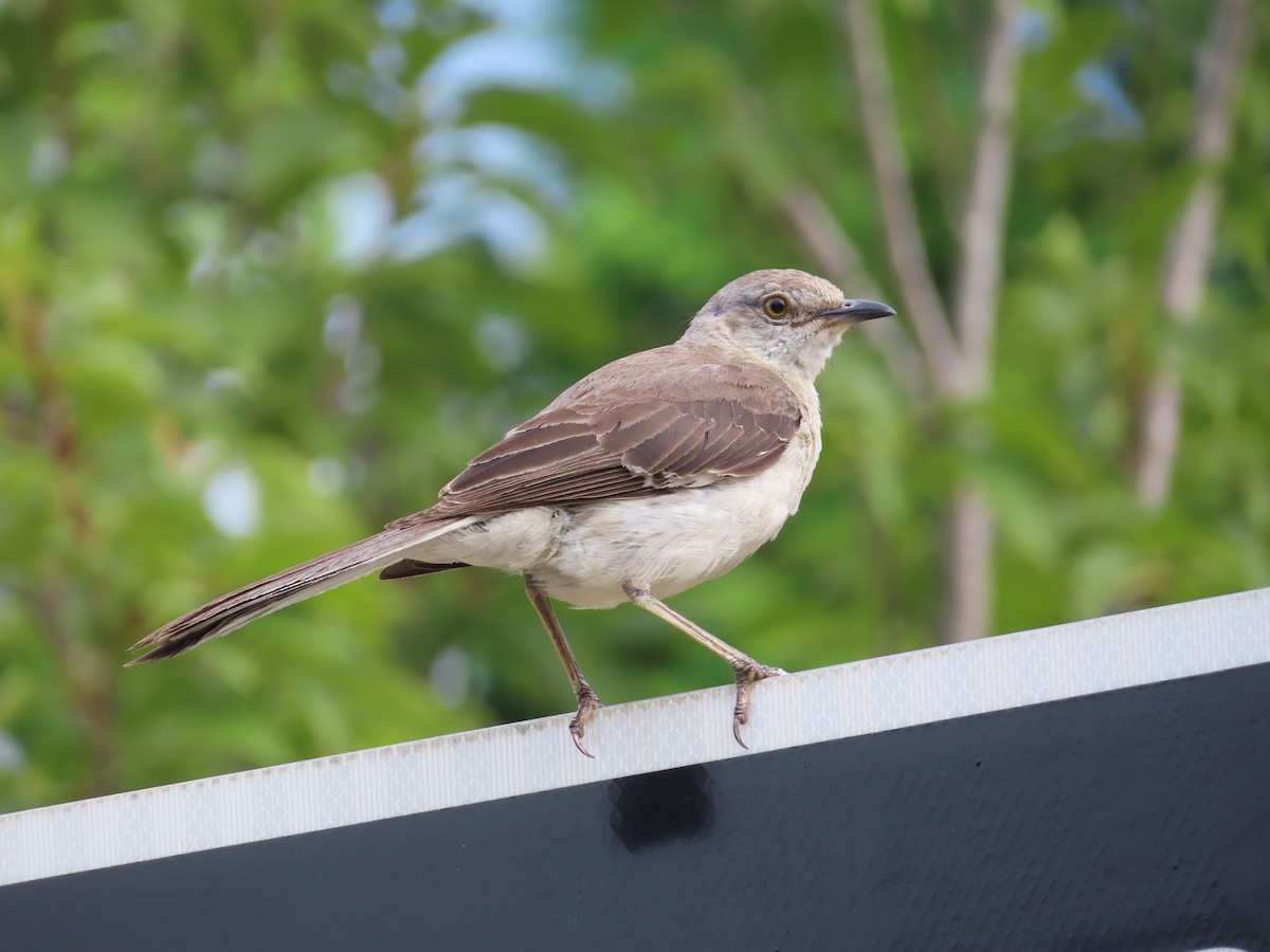 Northern Mockingbird - Ken Clark