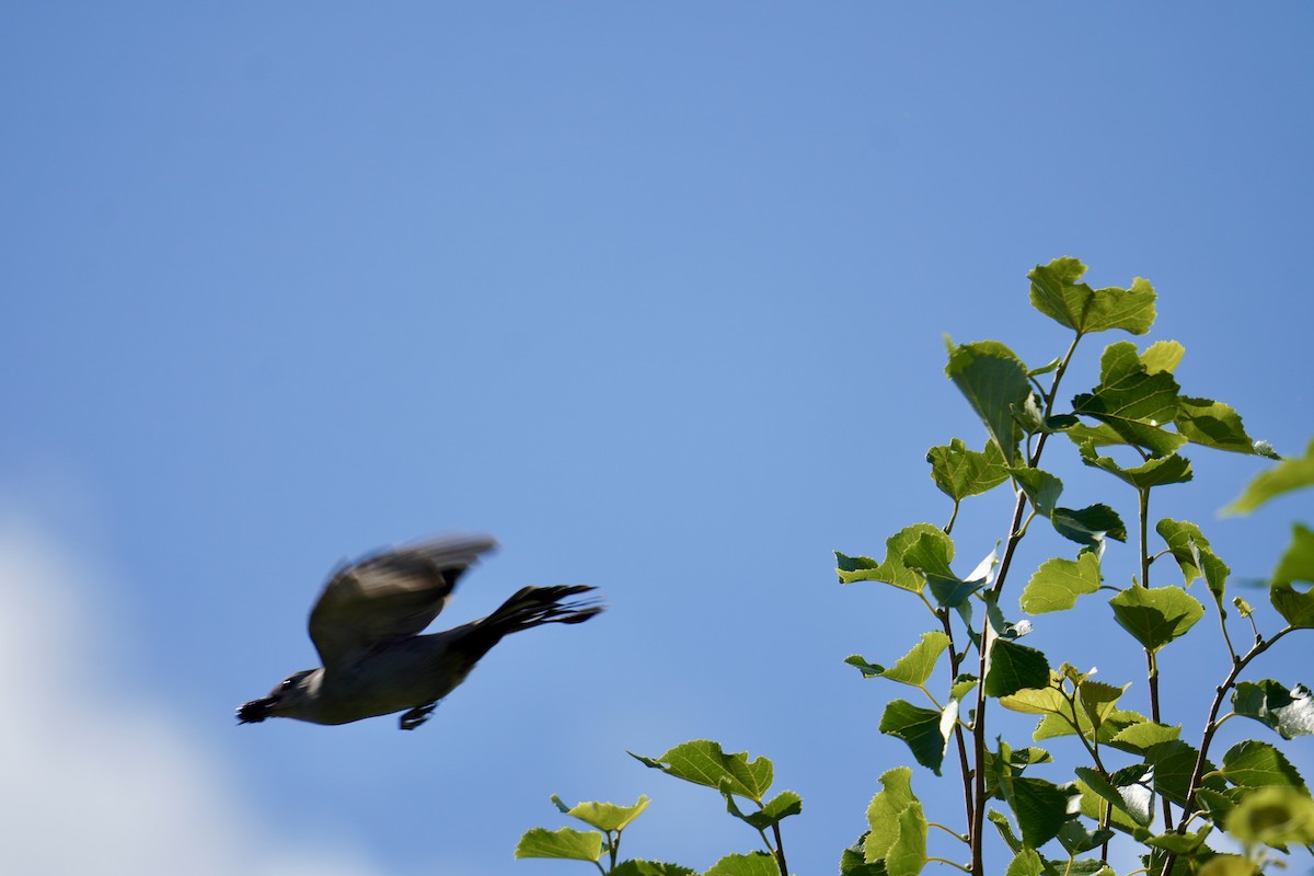 Gray Catbird - ML621881364